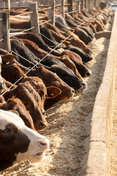 istock Cow in a feedlot or feed yard 1317913776