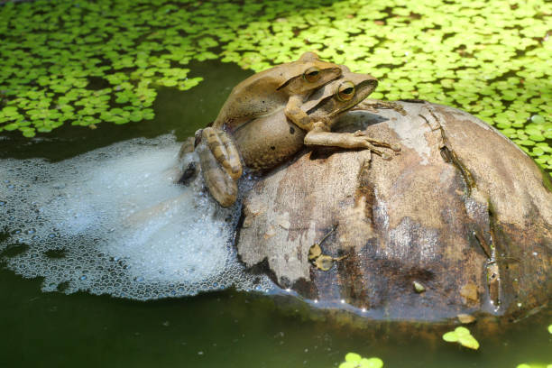 istock Two Frogs are mating and laying egg 1317913823