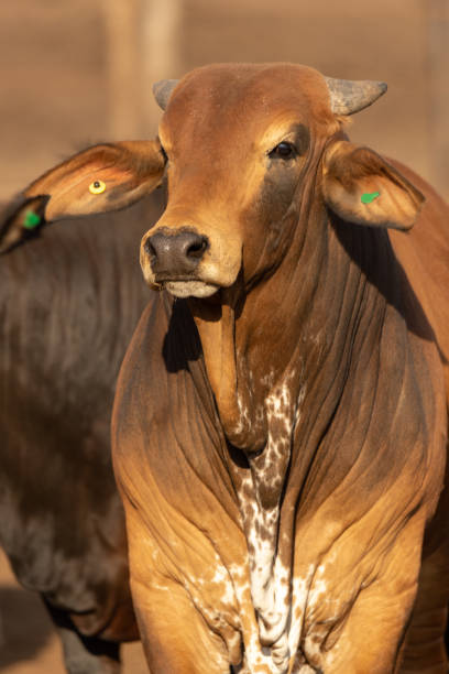 istock Cow in a feedlot or feed yard 1317913898