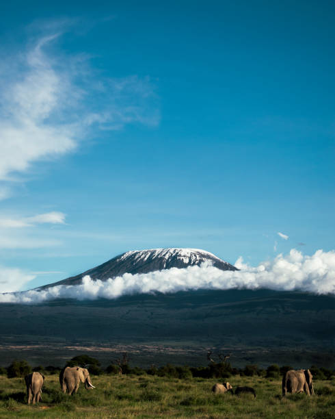 A family of African elephants grazes the savannah at the foot of the ice-capped Mount Kilimanjaro in Amboseli National Park.