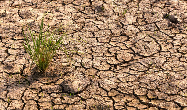 el suelo agrietado destrucción de cultivos de arroz debido a la sequía y la falta de lluvia debido a la deforestación y el calentamiento global. con plantas de arroz tratando de sobrevivir - rice rice paddy farm agriculture fotografías e imágenes de stock
