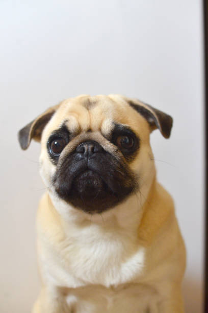 istock Portrait of mops dog on a white background 1317915940