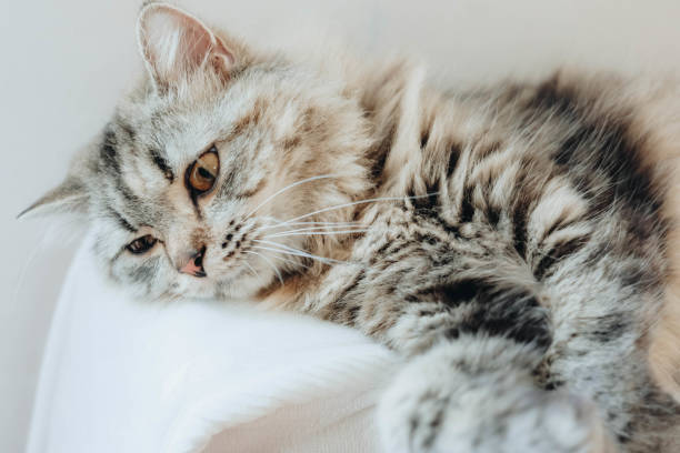istock An adorable Persian cat laying down on the bed with natural light. 1317916271