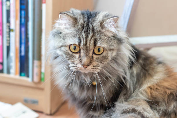 istock A Persian cat laying down on the floor. 1317916293