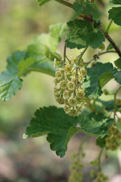 istock Red currant bush with pale yellow flowers on branches 1317916328