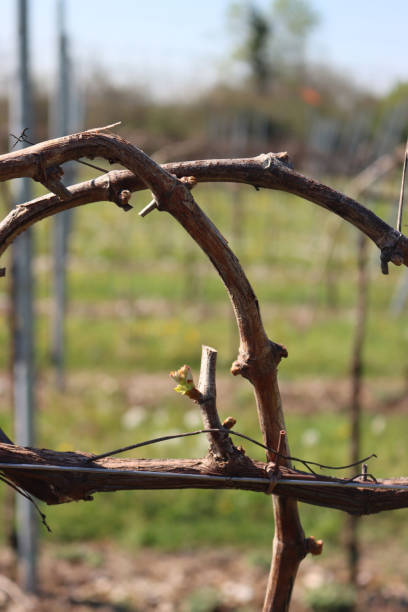 istock Vine plants with fresh new buds on springtime 1317916382