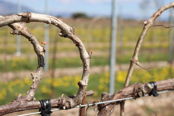 istock Vine plants with fresh new buds on springtime 1317916384