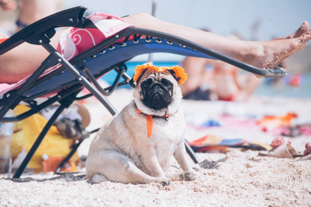 istock Pug breed dog in at orange hat is resting on a beach. 1317917003
