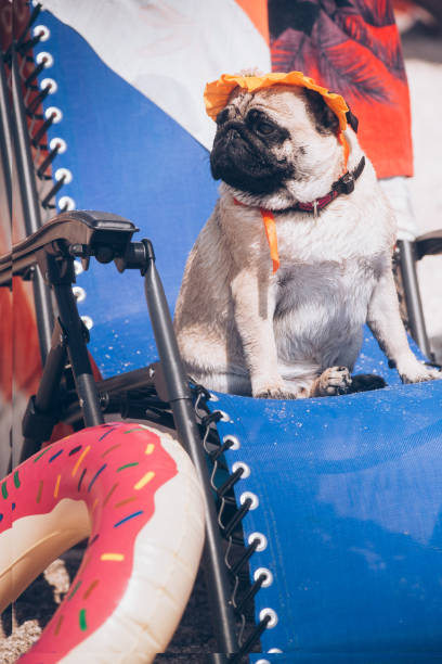 istock Pug breed dog in at orange hat is resting on a beach. 1317917094
