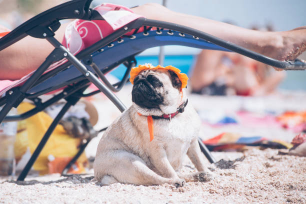 istock Pug breed dog in at orange hat is resting on a beach. 1317917113