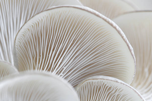 Macro of oyster mushroom gills (Pleurotus) Macro of the gills of the oyster mushroom. Shallow depth of focus with sharpest focus on the the gills at the center of the image. fungus gill stock pictures, royalty-free photos & images