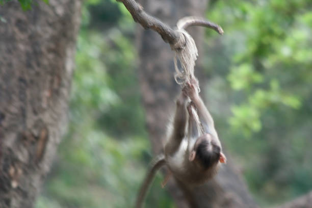 a vista do bebê macaco brincando com a corda no parque. - hroizontal - fotografias e filmes do acervo