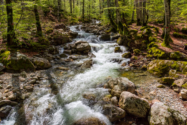 a tree-lined mountain torrent in a high-altitude forest in Corsica in spring