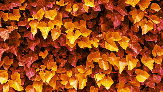vibrant autumn leafs background