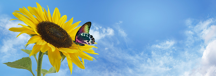 Large sunflower head against a summer blue sky background with a multicoloured resting butterfly and space for copy