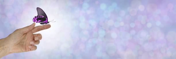 istock Wide Pink Butterfly Message Banner Background 1317921802