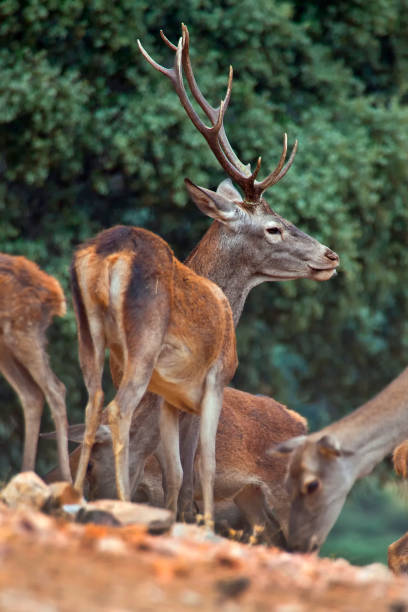 istock Red Deer, Monfrague National Park, Spain 1317921932