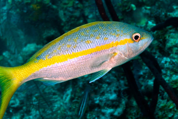 istock Yellowtail snapper, Caribbean Sea, Playa Giron, Cuba 1317921934