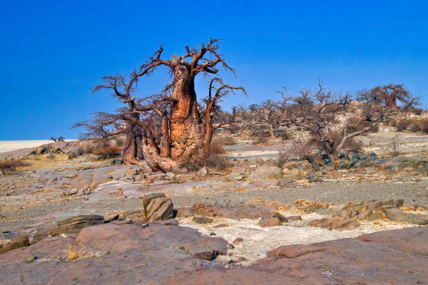 istock Baobab, Makgadikgadi Pans National Park, Botswana 1317922097