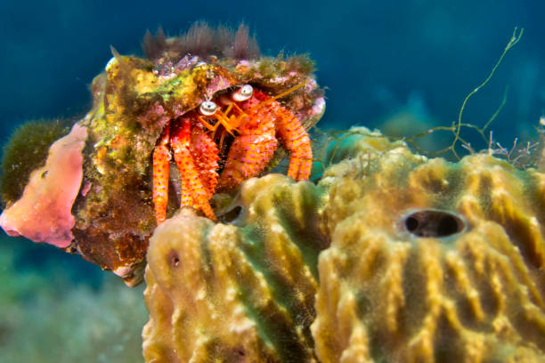 istock Great hermitcrab, Cabo Cope Puntas del Canegre Natural Park, Spain 1317922120