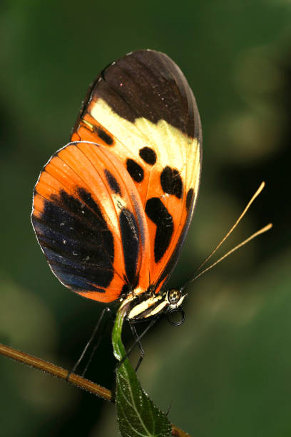 istock Tropical Butterfly, Napo River Basin, Amazonia, Ecuador 1317922167