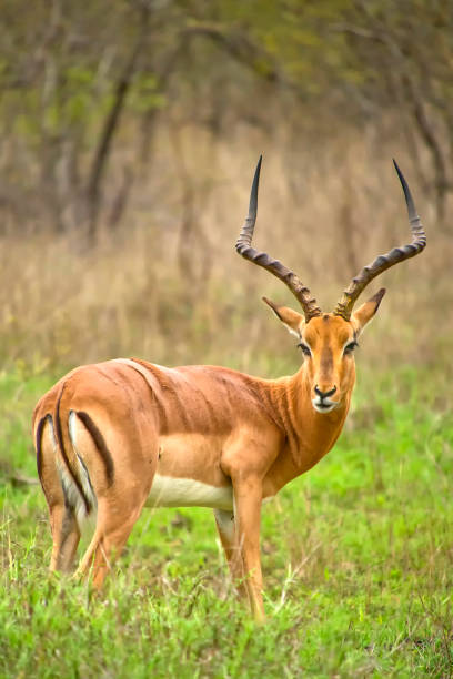 istock Impala, Kruger National Park, South Africa 1317922243