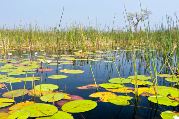 istock Okavango Wetlands, Okavango Delta, Botswana 1317922328