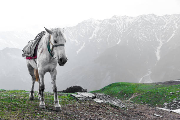 A pack horse waits in front of a view of the Himalayas on the Bhrigu Lake trek in northern India