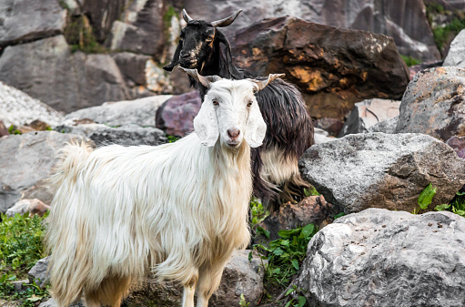 Goats resting in the mountains on the Hampta Pass trek in northern India