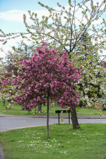 istock Beautiful pink cherry blossom grows on a tree with blue sky background 1317924457