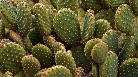 close up view of cactus