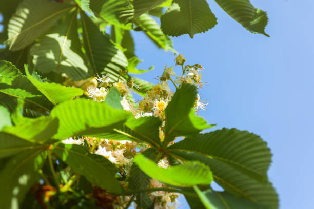 chestnut blooms in spring. beautiful white delicate chestnut tree flowers on a blue sky background. - 3621 imagens e fotografias de stock