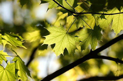 Spring maple leaves on a twig in a forest