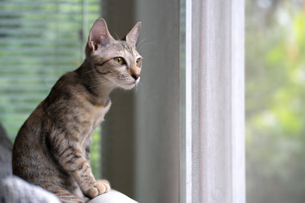 istock lovely cat sit and looking out the window 1317927812