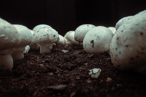 A close look at beautiful mushrooms, ready for harvest season.