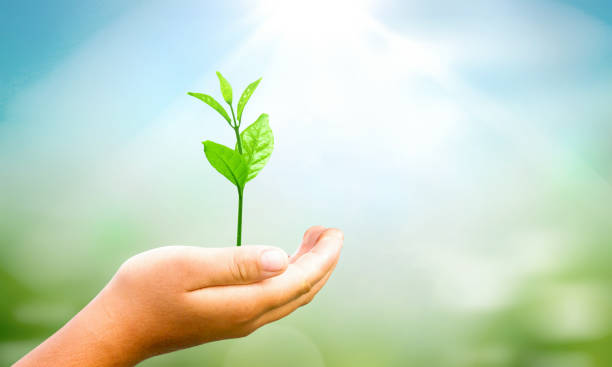 istock World environment day concept: hands holding  plant over green background 1317930233