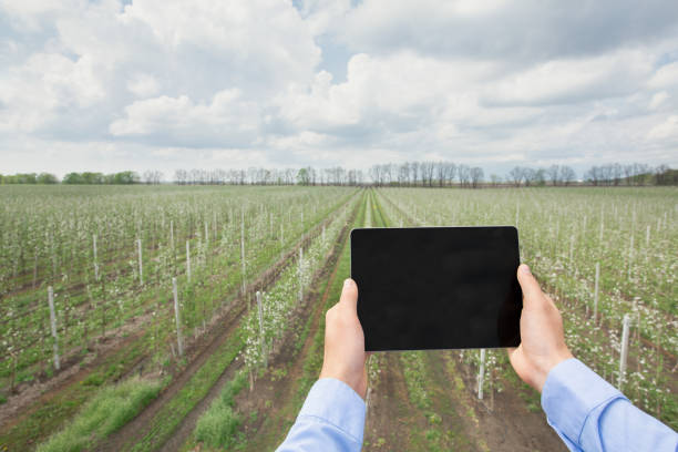 istock Modern growing and cultivation at fruit garden, smart farming and digital control 1317931247