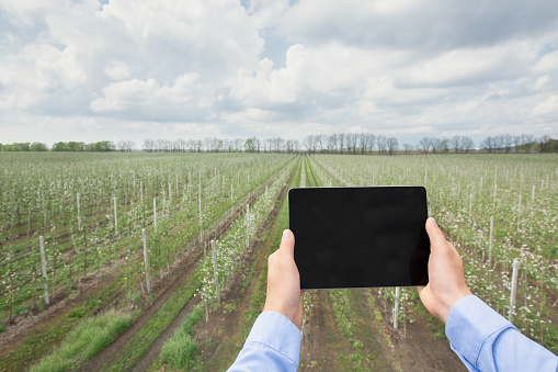 Modern growing and cultivation at fruit garden, smart farming and digital control. Adult man hold tablet with blank screen and work on plantation with apple trees with white flowers, free space, pov