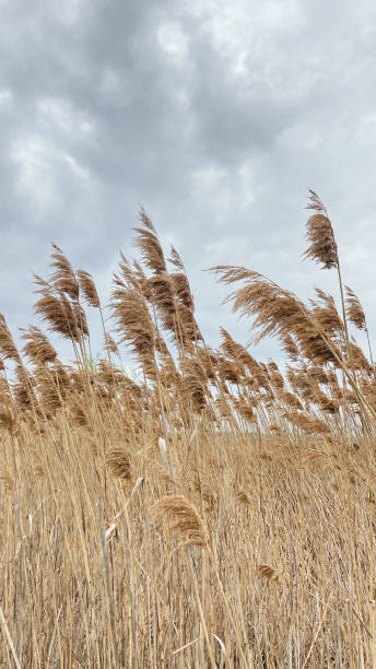 istock Pampas grass and artistic sky with clouds 1317934080