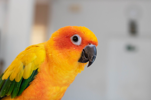 Beautiful colorful sun conure with blur background.