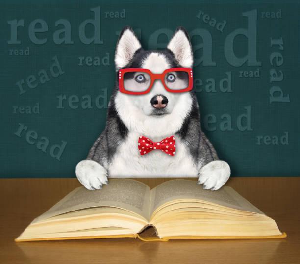 istock Dog husky smart reads book at desk 1317937478