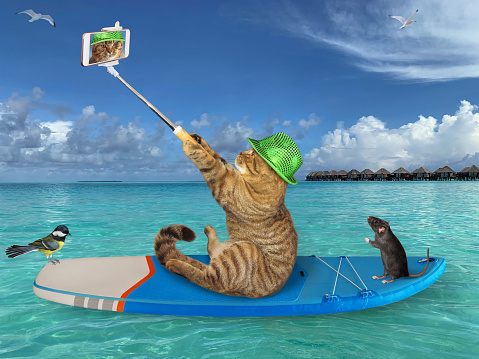 A beige cat surfer takes selfie on a surf board in the Maldives.