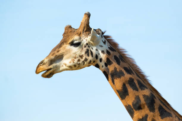 istock Close up portrait of a giraffe 1317941132