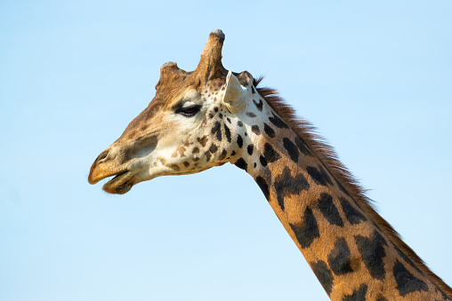Close up portrait of a large giraffe against a clear blue sky