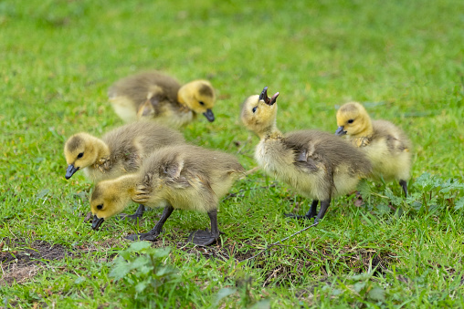 Close up of small yellow feathered goslings walking on grass