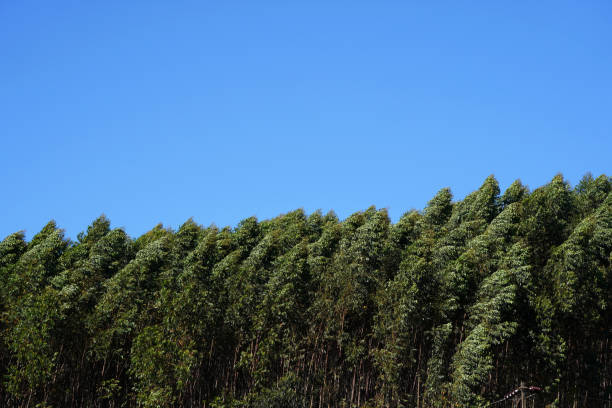 istock Eucalyptus trees on the blue sky background. 1317943094