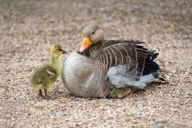 Mother goose with baby goslings Mother goose sat on pathway with two baby goslings, one stood in front of her and the other tucked under her wing greylag goose stock pictures, royalty-free photos & images