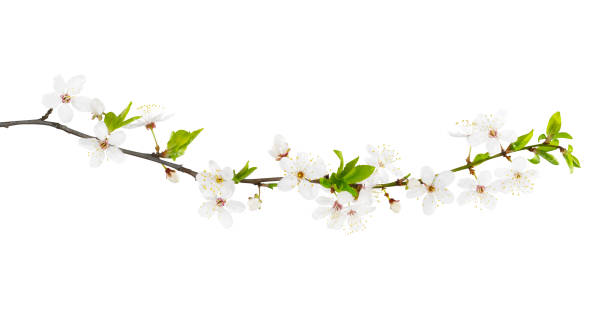 istock White Blossom Branch Isotaled 1317943292