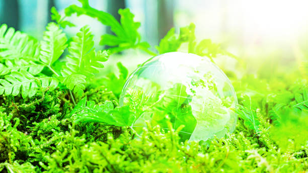istock Environment concept. Glass globe ball on green moss. 1317944477