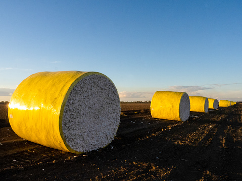 Horizontal closeup photo of cotton bales, covered in yellow plastic, in a row on the edge of the cotton field at dusk near Moree NSW